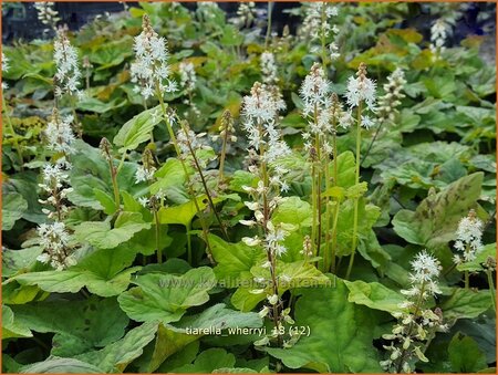 Tiarella wherryi