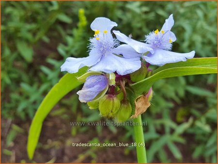 Tradescantia &#39;Ocean Blue&#39;