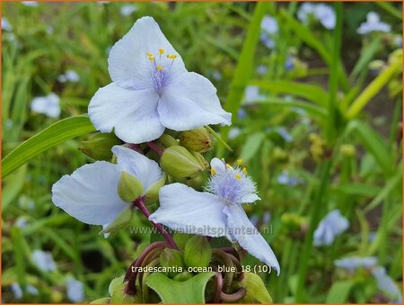 Tradescantia &#39;Ocean Blue&#39;