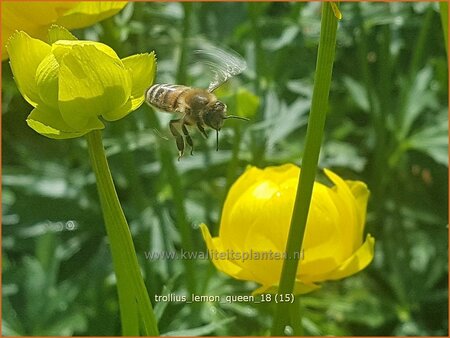 Trollius &#39;Lemon Queen&#39;