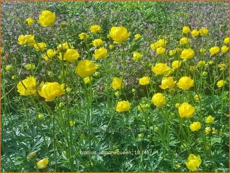 Trollius &#39;Lemon Queen&#39;