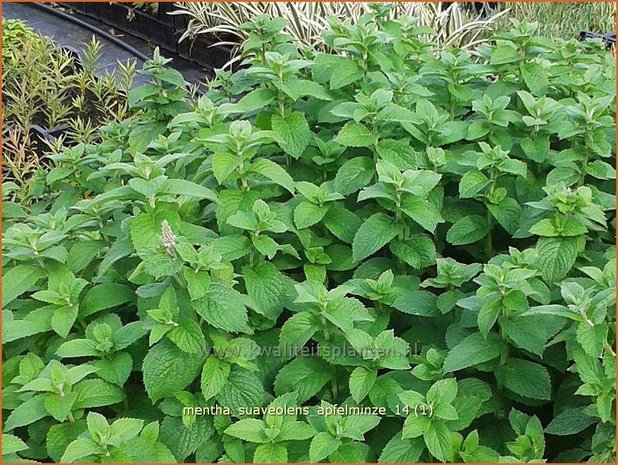 59+ Mentha Suaveolens Apfelminze, It is a herbaceous, upright