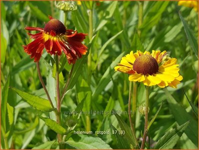 Helenium 'Rotgold' | Zonnekruid | Sonnenbraut