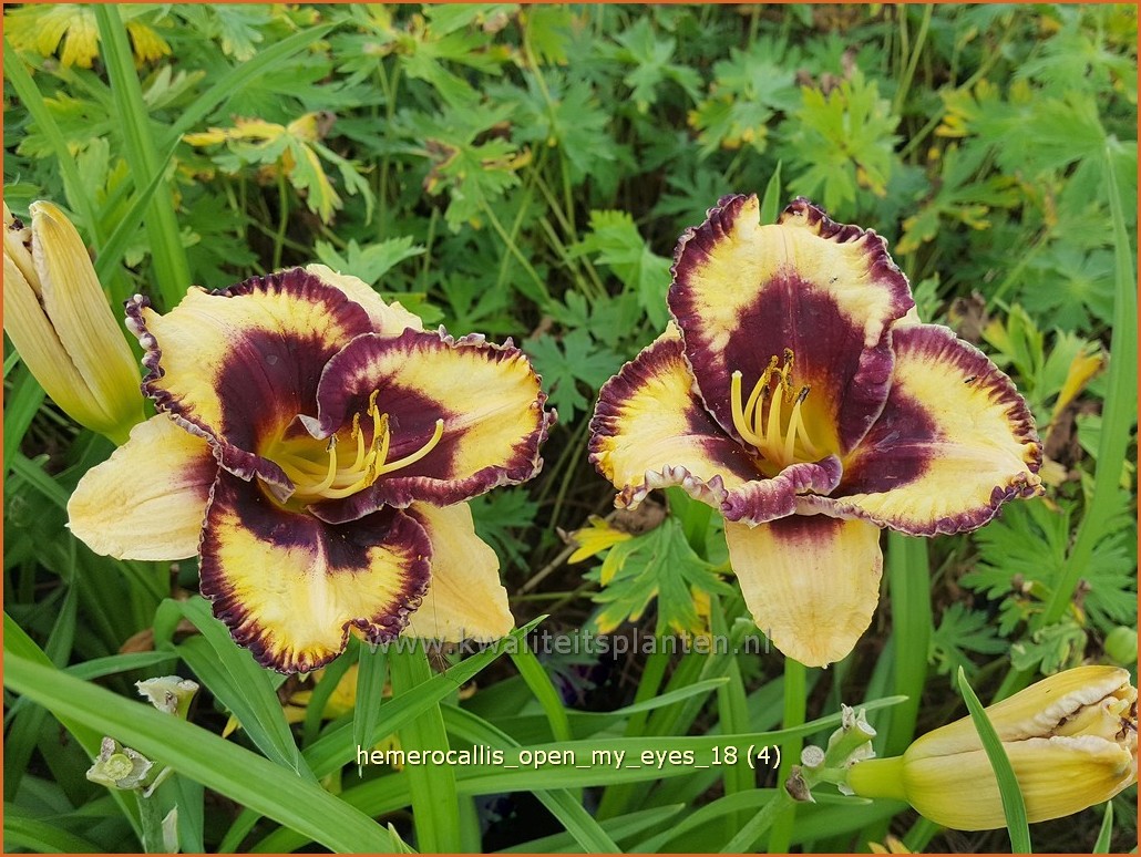 Hemerocallis /"Open My Eyes/" taglilie